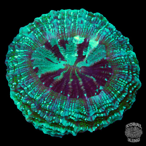 Glitter Aqua Acantho