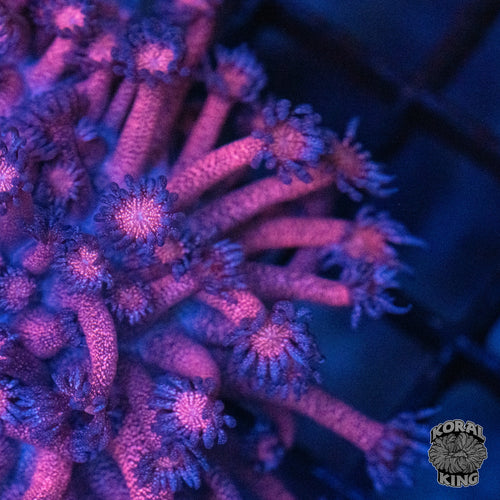 Glitter Goniopora Colony