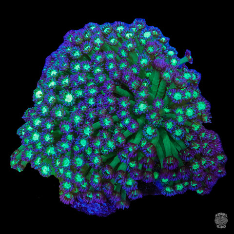 Glow Stick Goni Colony XL
