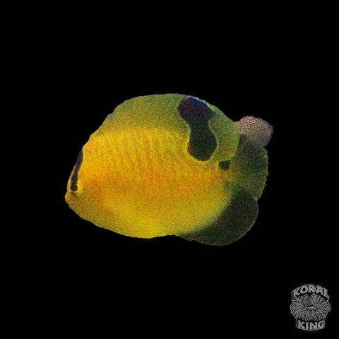 Goldflake Angelfish