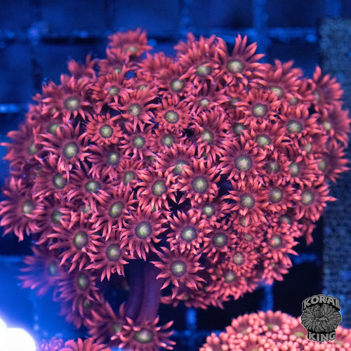 Dragonfruit Goniopora Colony