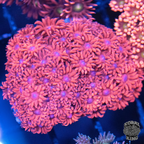 Malibu Barbie Goniopora Colony