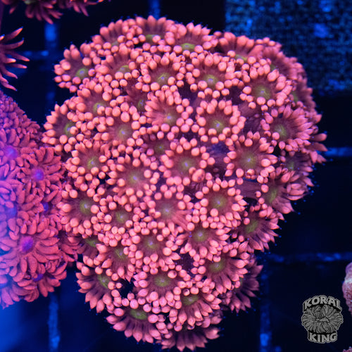 Lobster Goniopora Colony
