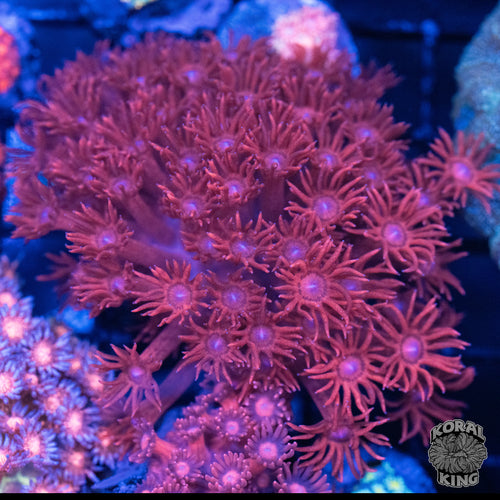 Mr. Crabs Goniopora Colony