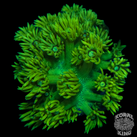 Green Goni Frag (WYSIWYG) (Auction)