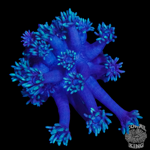Purple Goni Frag (WYSIWYG)