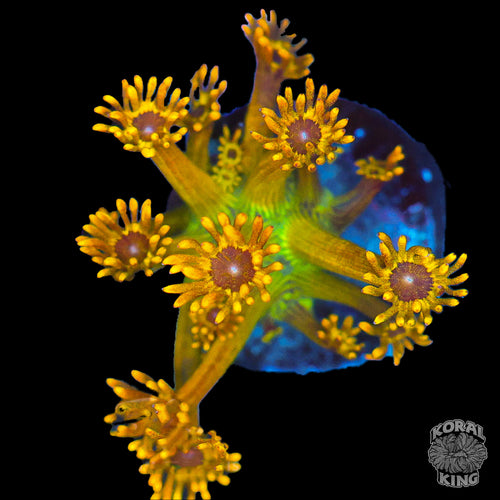 Yellow Goniopora Frag