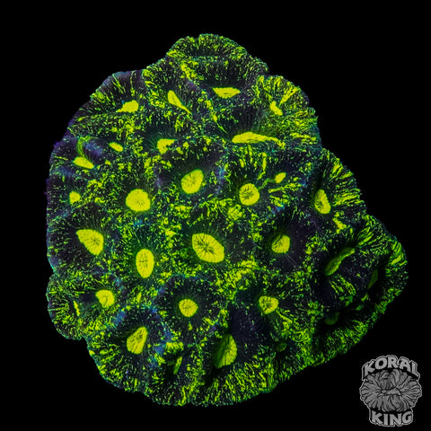 Bright Goniastrea Colony