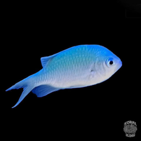 Green Chromis Damsel - Koral King