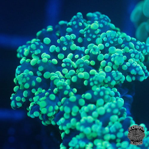 Green Frogspawn