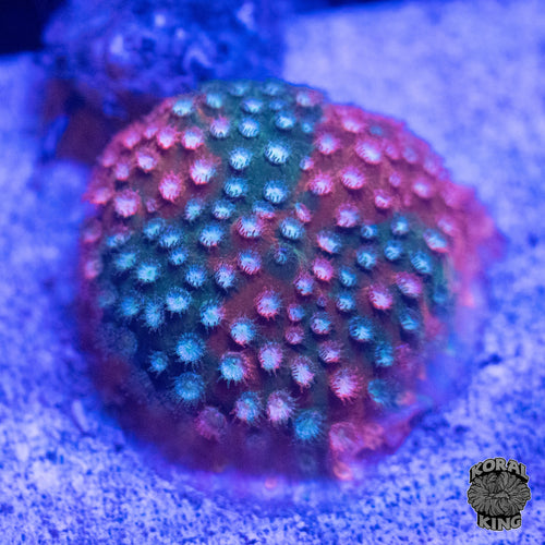 JF Fender Bender Stylocoeniella