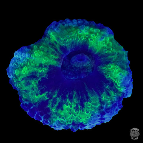 KDR Master Acan- Koral King