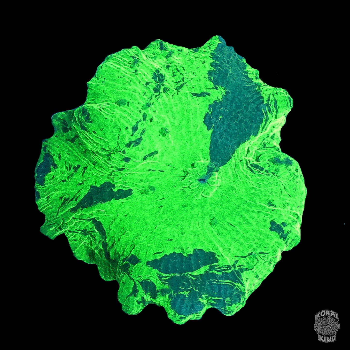 Kryptonite Mushroom - Koral King
