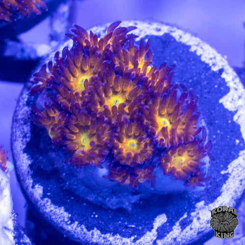 WWC Red Leptastrea