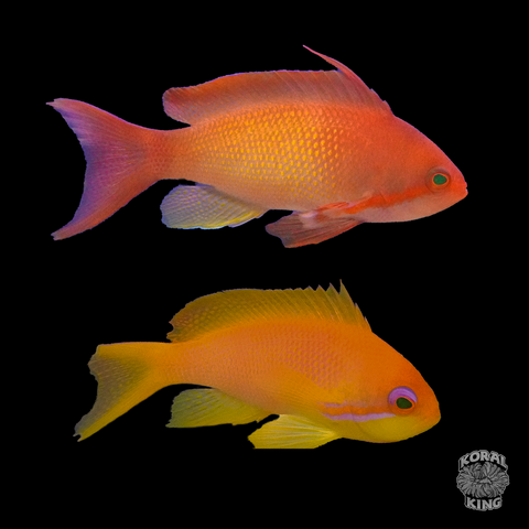 Lyretail Anthias