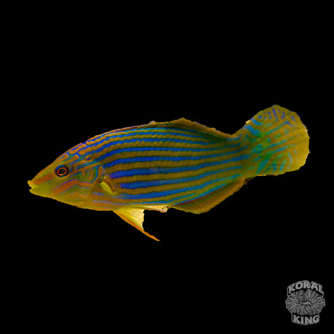 Melanurus Wrasse