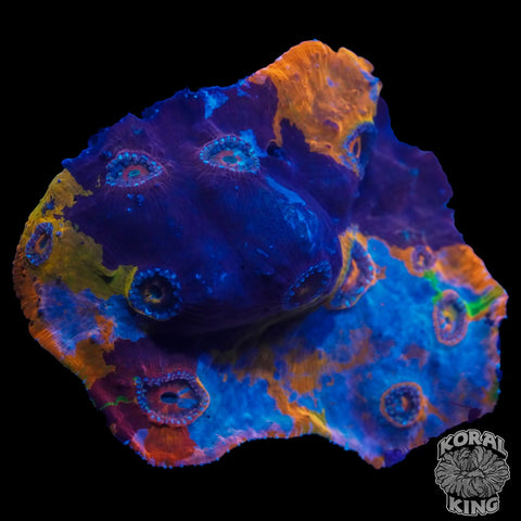 Cosmic Meltdown Chalice Colony