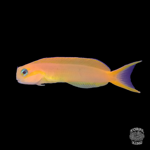 Midas Blenny - Koral King