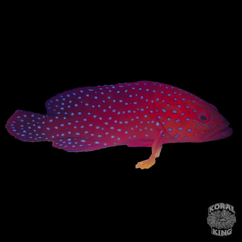 Miniatus Grouper