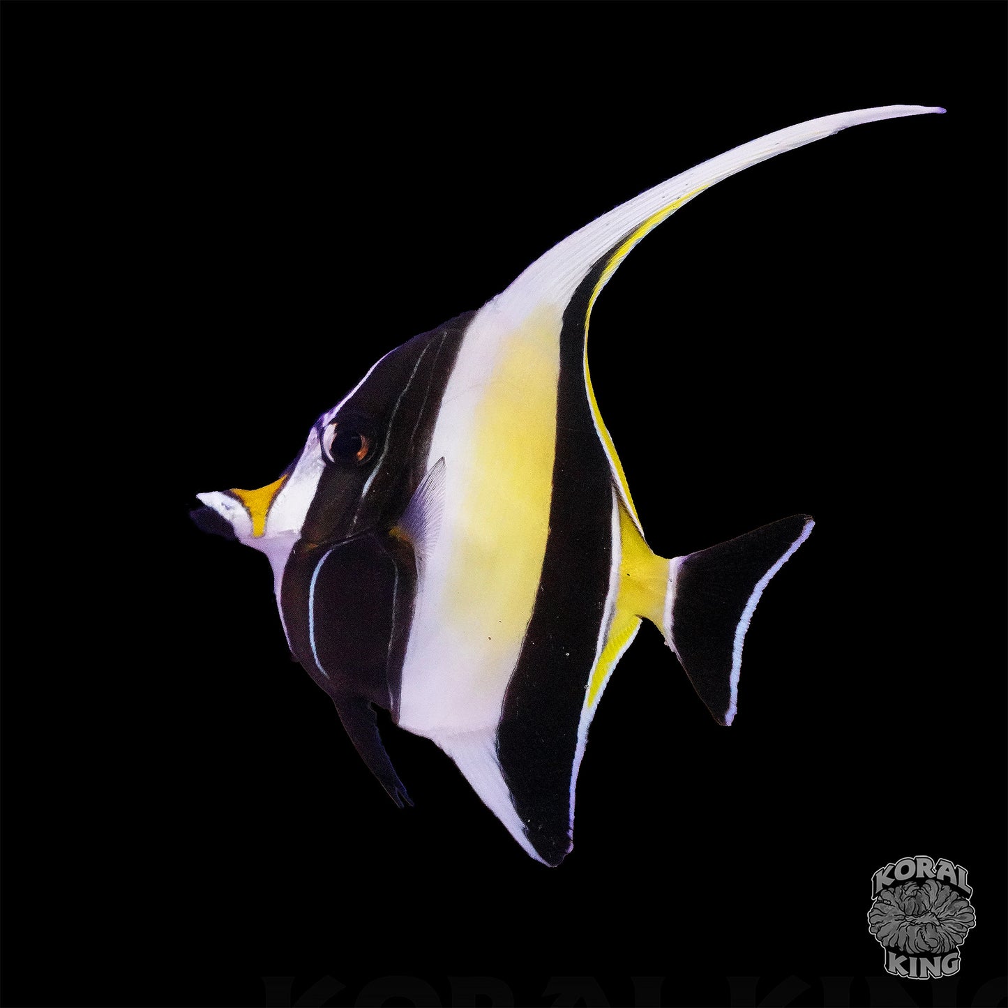 Moorish Idol - Koral King