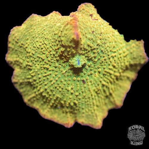 Yellow Jawbreaker Mushroom