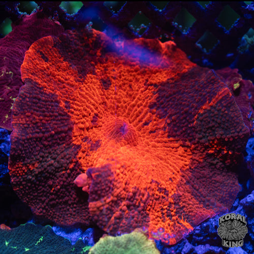 Red Jawbreaker Mushroom