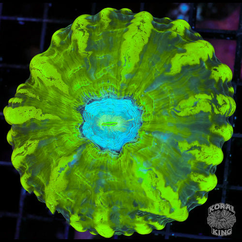Needoh Bloom Cynarina
