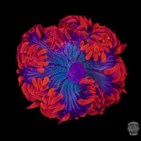 Optimus Prime X Rock Flower- Koral King