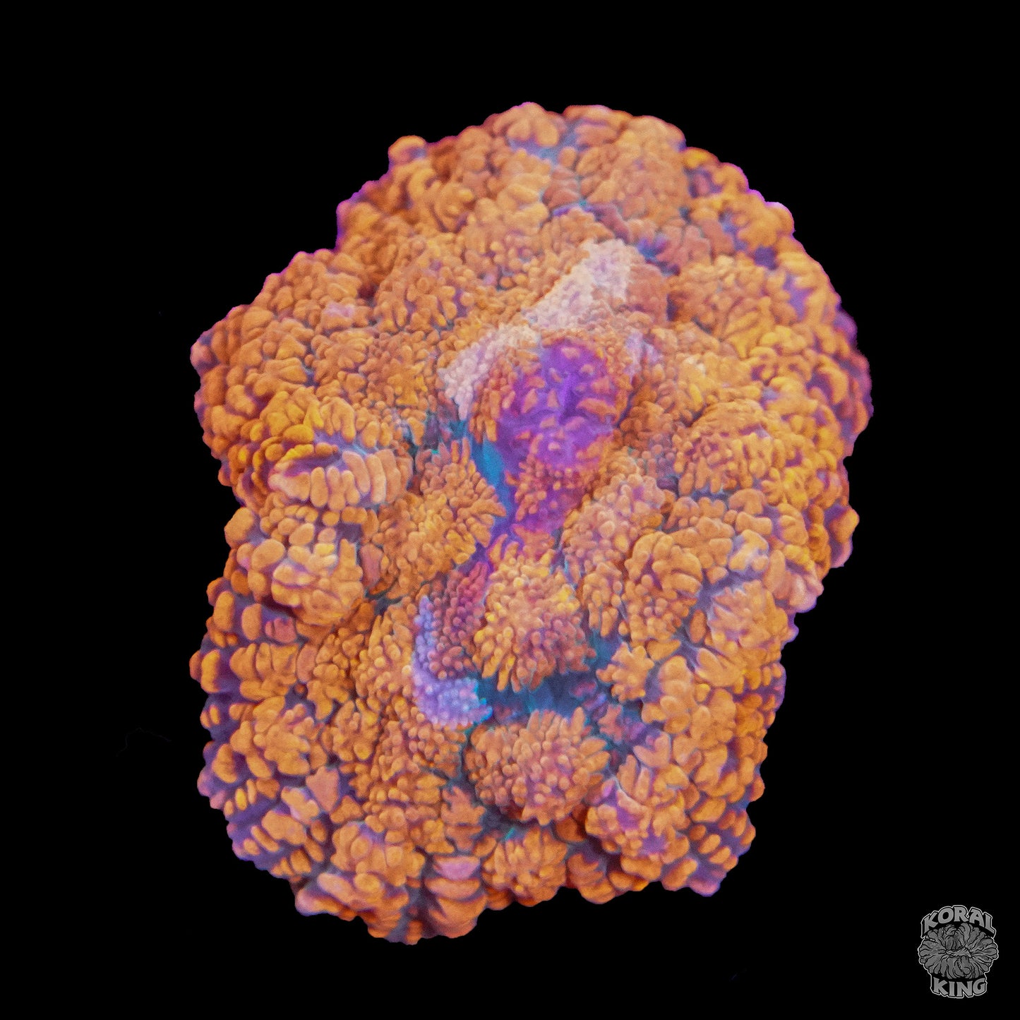 Orange Pore Mushroom - Koral King