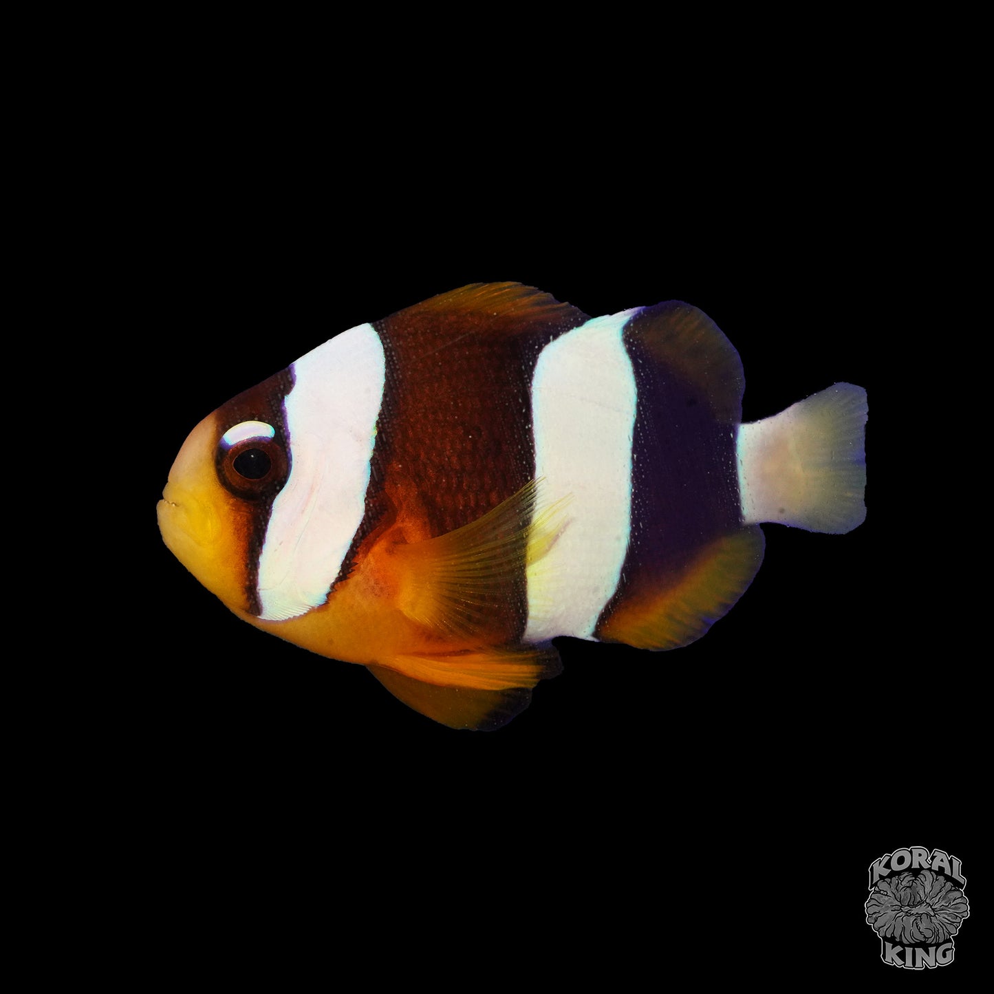 Pearl Eye Clown - Koral King