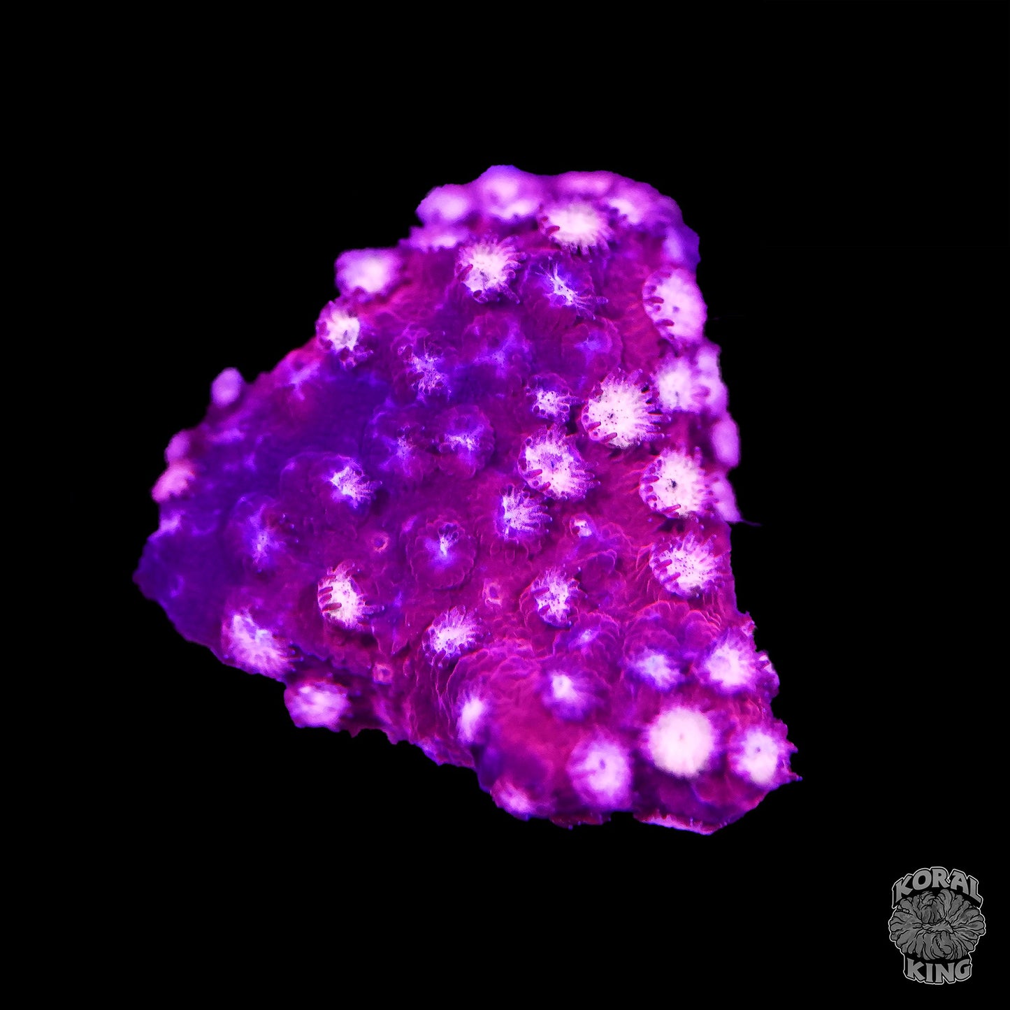 Peppermint Cyphastrea - Koral King