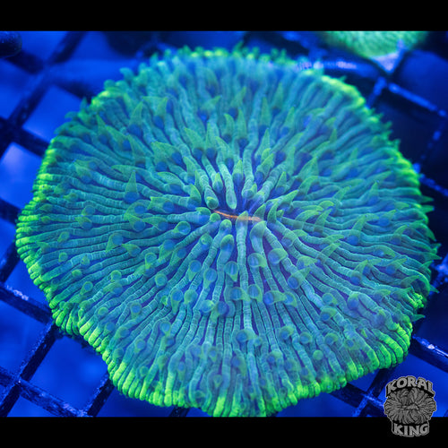 Green Beauty Plate
