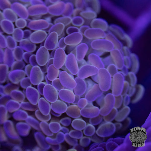 Purple Rainbow Hammer