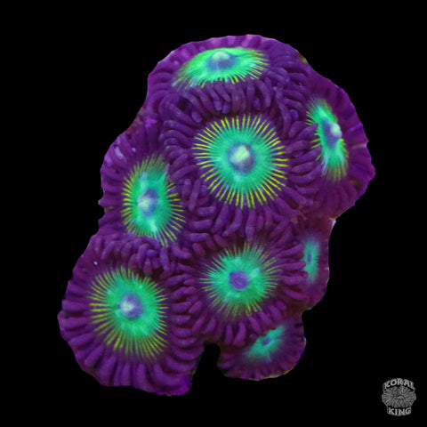 Purple Mouth Zoa- Koral King