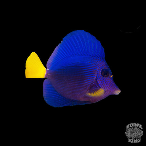 Baby Purple Tang