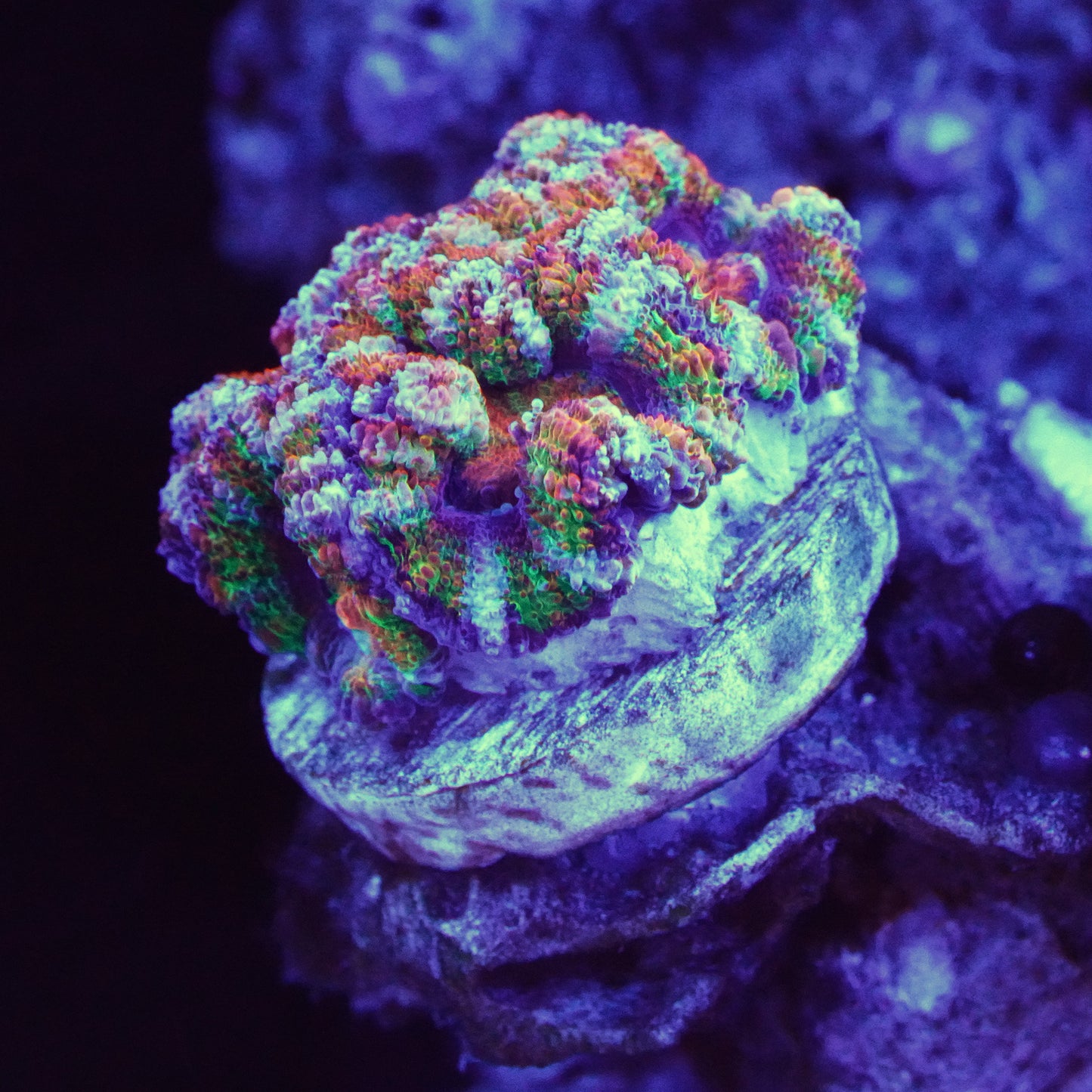 Rainbow Aussie Lord Frag (WYSIWYG)