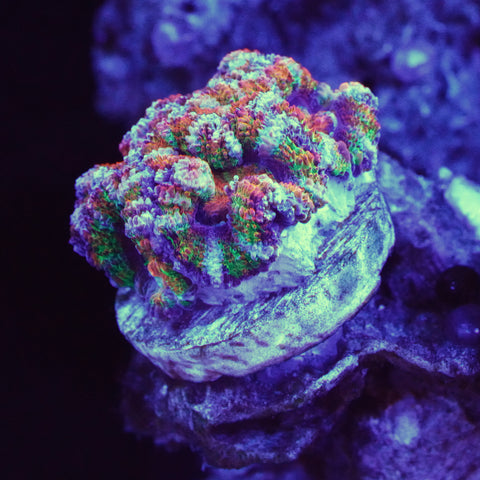 Rainbow Aussie Lord Frag
