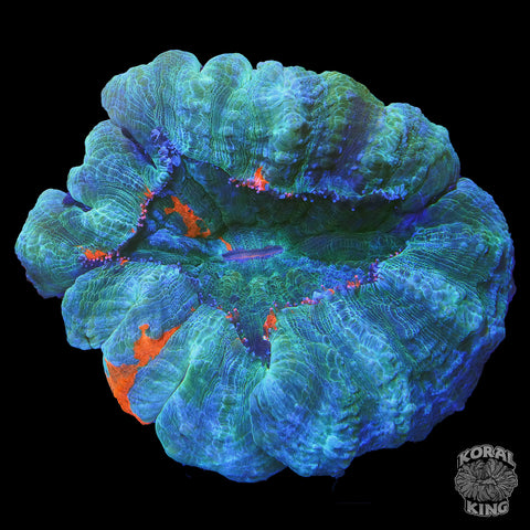 Rainbow Acantho