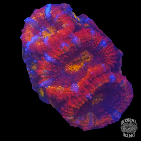 Rainbow Aussie Lord Frag