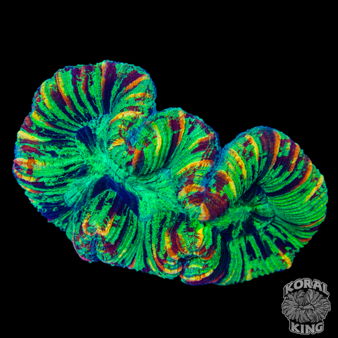 Rainbow Baby Trachy