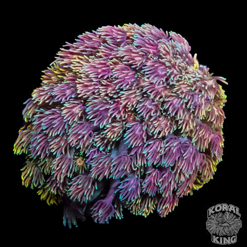 Rainbow Gonipora Colony