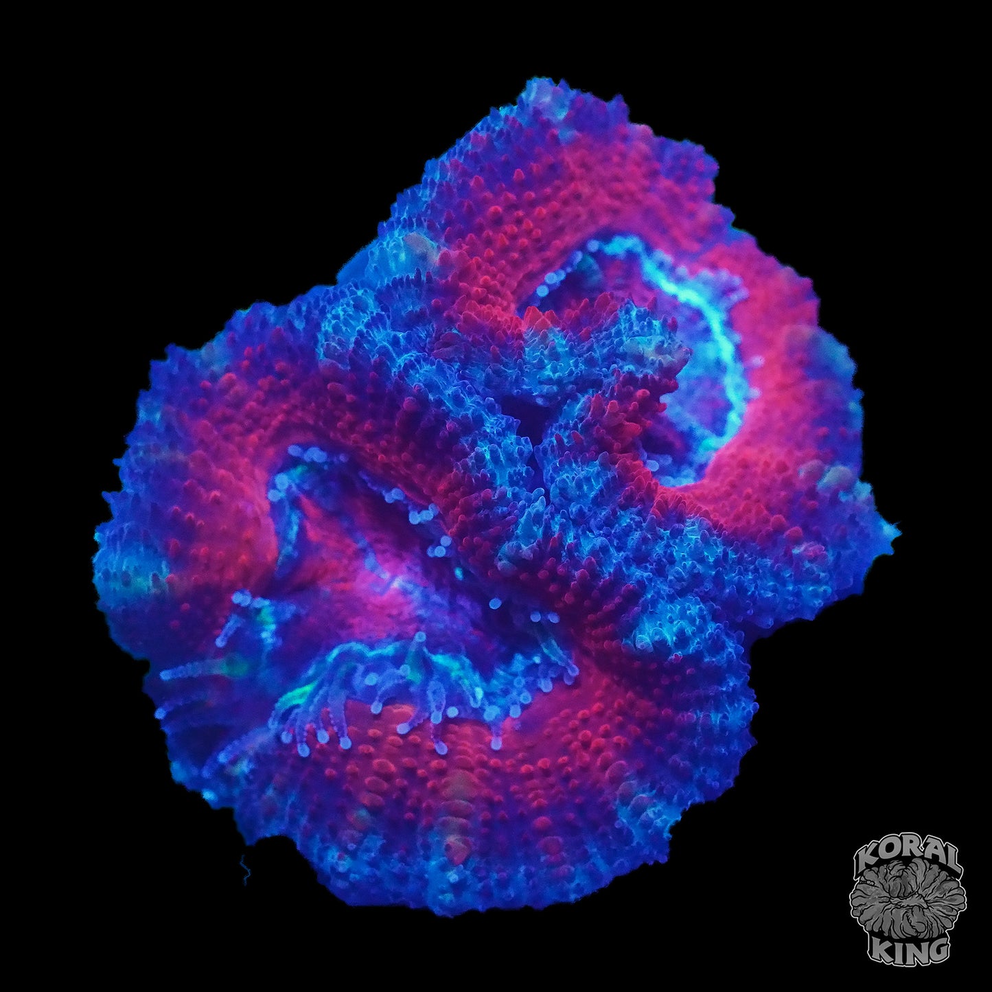 Red and Blue Aussie Lord (WYSIWYG)
