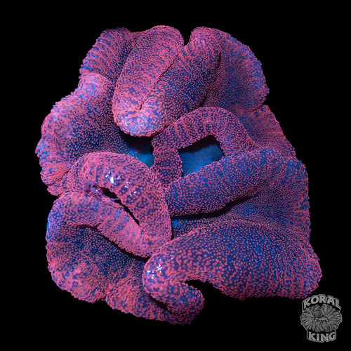 Red Carpet Anemone