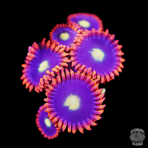 Red Ring Zoa - Koral King