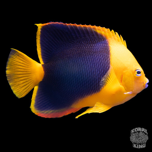 Rock Beauty Angelfish