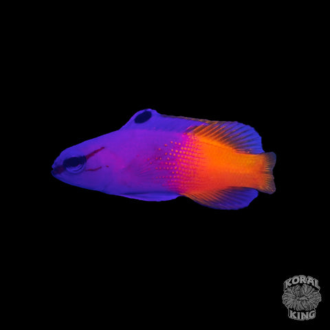 Royal Gramma Basslet - Koral King