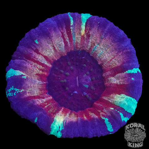 Purple Aquaman Scoly