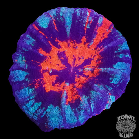 Cosmic Master Scoly