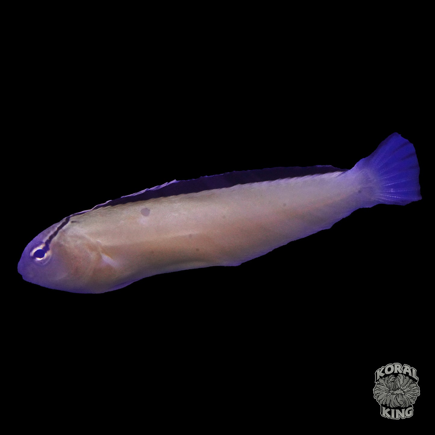 Smith's Blenny - Koral King
