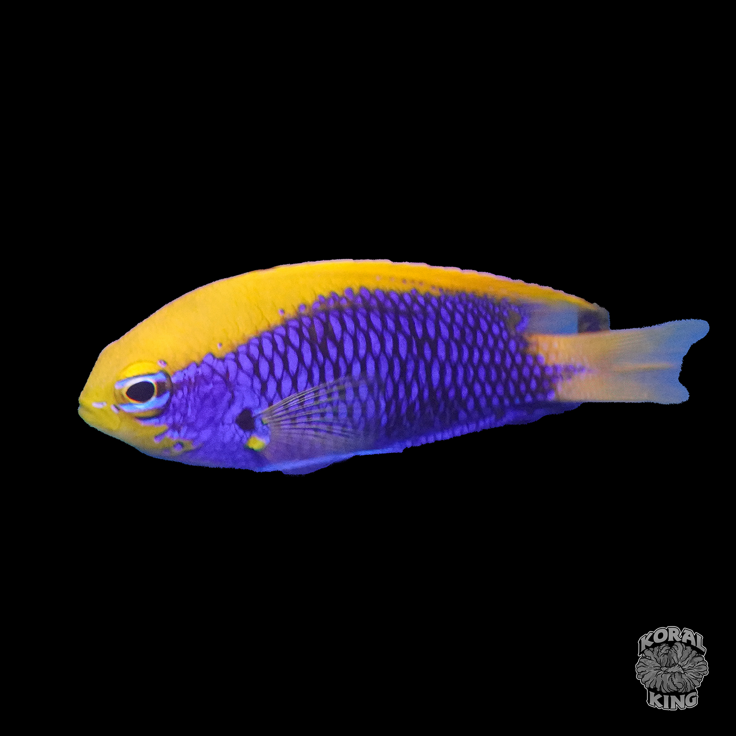 Starckii Damsel - Koral King
